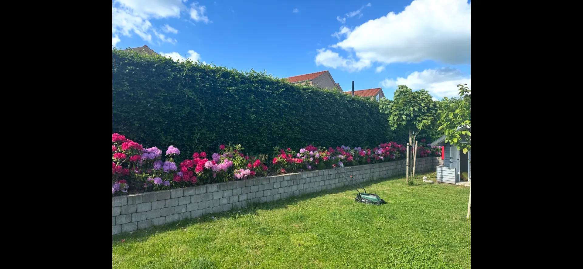 Lukket have med blomstrende rhododendron